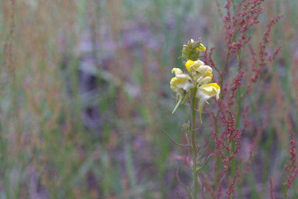 yellow toadflax plant. Flowering