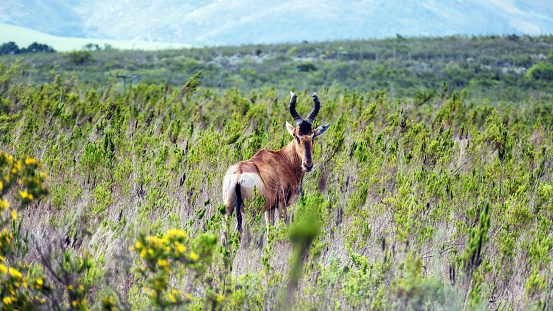 Beautiful red hartebeest  looking at the camera  in the Bontebok National Park, located near Swellendam in the Western Cape Province in South Africa.