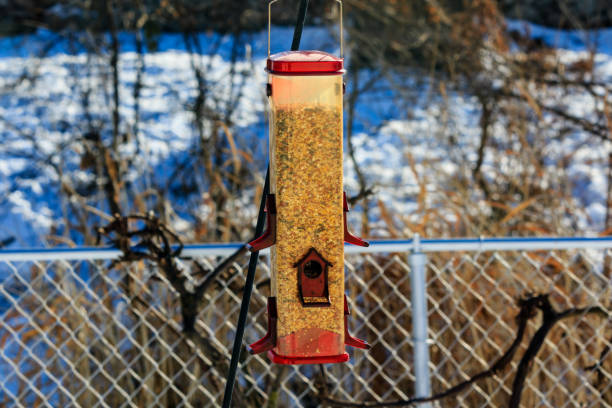 istock winter bird feeder but no birds around 902480476