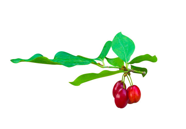 dogwood berry with leaf isolated on white background