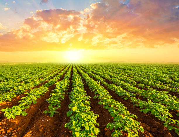 istock green potato field scene at the sunset 902483182