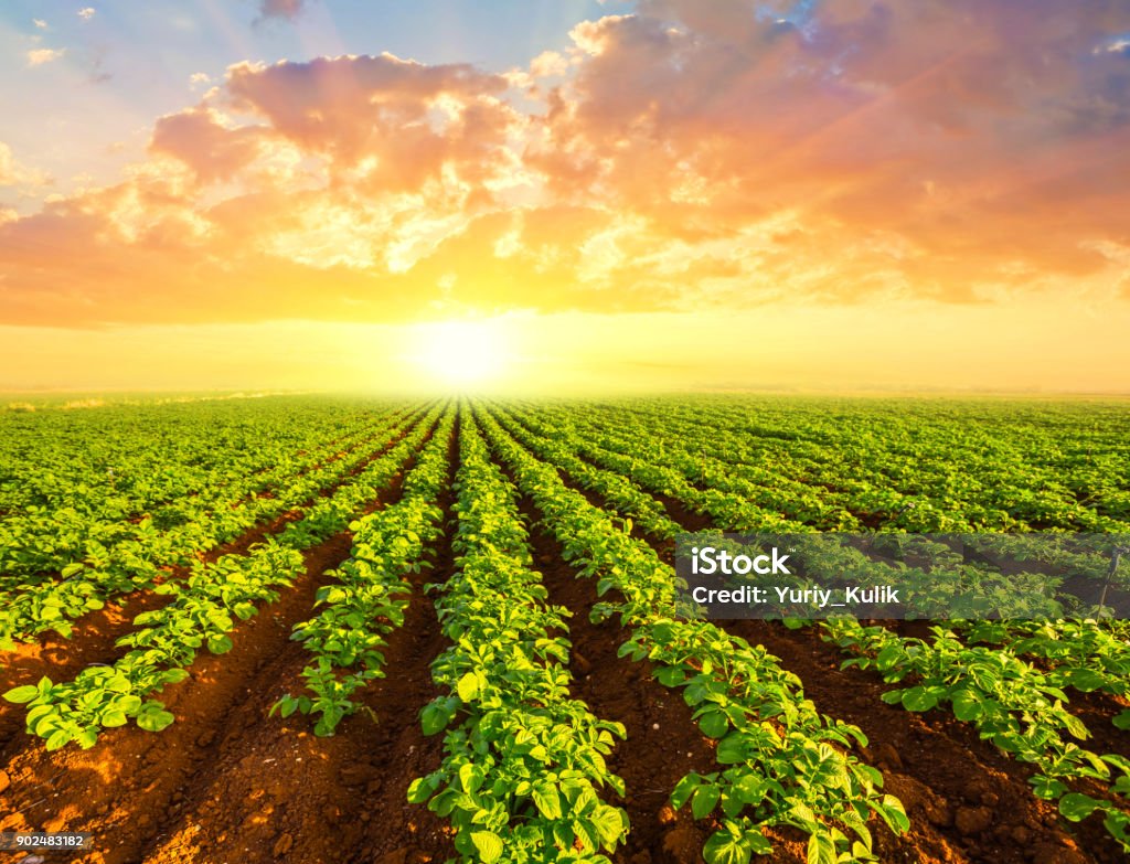 green potato field scene at the sunset Raw Potato Stock Photo