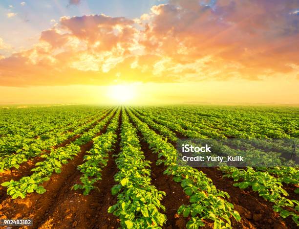 Green Potato Field Scene At The Sunset Stock Photo - Download Image Now - Raw Potato, Agricultural Field, Agriculture