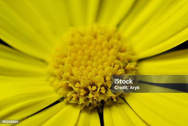 Margherita Gialla - Fotografie stock e altre immagini di Ambientazione interna - Ambientazione interna, Clorofilla, Close-up