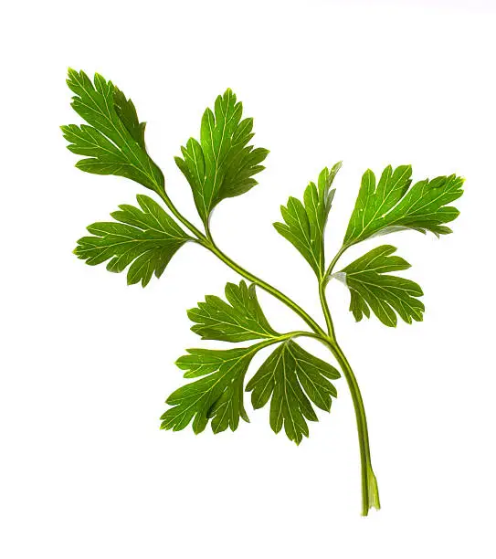 parsley isolated on white and close-up