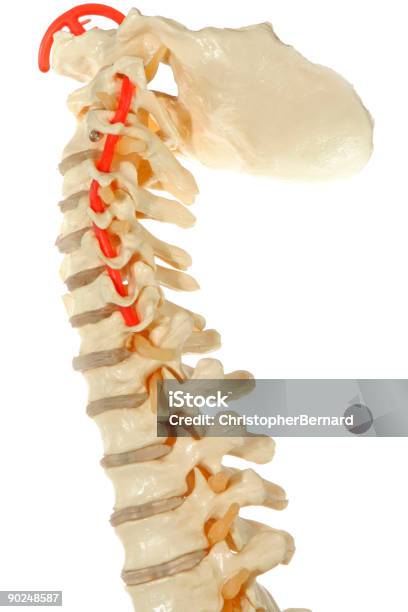 Kręgosłup Człowieka - zdjęcia stockowe i więcej obrazów Anatomia człowieka - Anatomia człowieka, Artretyzm, Badanie lekarskie