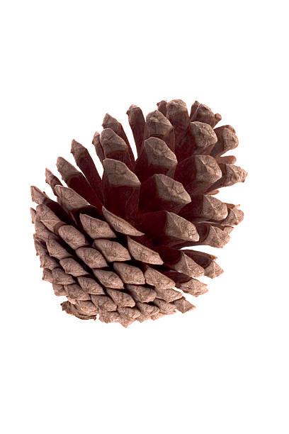 pine - pine nut tree pine tree pine cone - fotografias e filmes do acervo