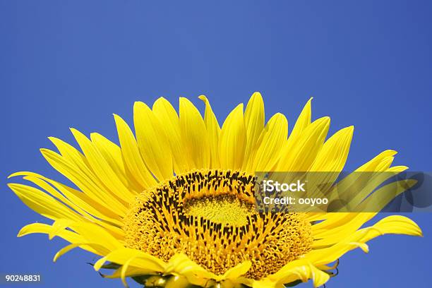 Sonnenblume Stockfoto und mehr Bilder von Agrarbetrieb - Agrarbetrieb, Blau, Blume