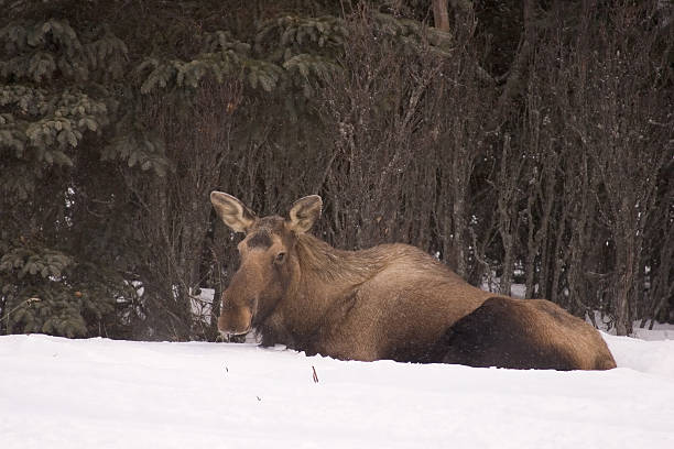 moose in snow 1 stock photo