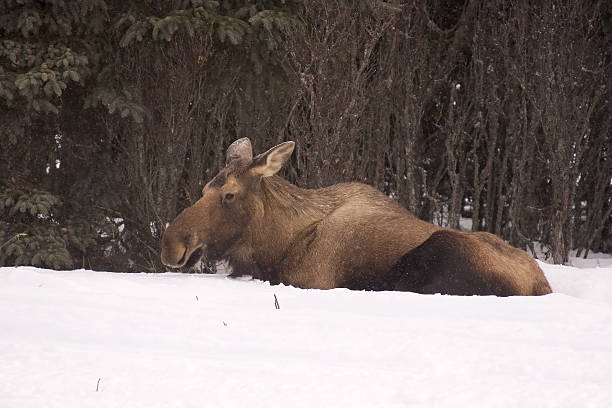 moose in snow 2 stock photo