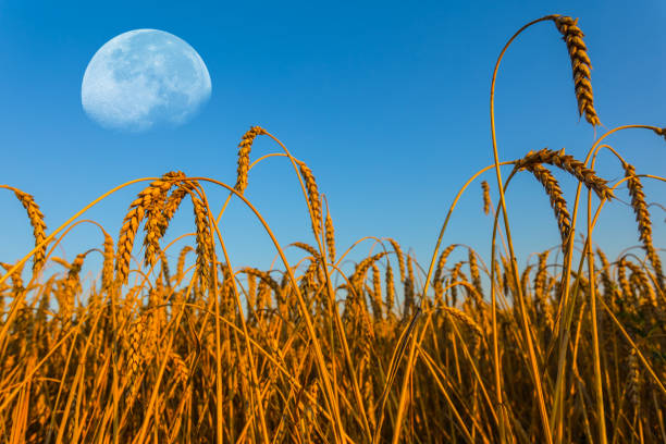 istock halh moon above a wheat field 902491782
