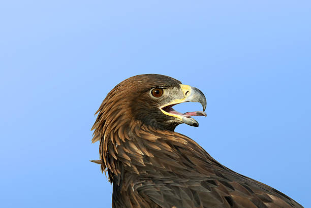 Golden Eagle stock photo