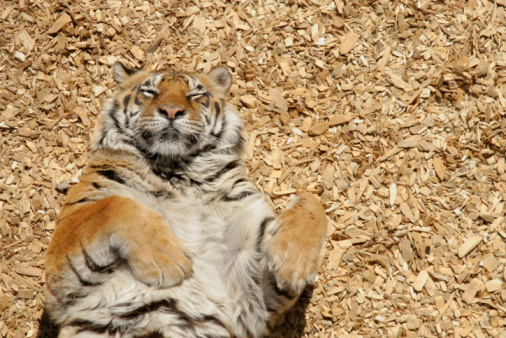 A resting Tiger.