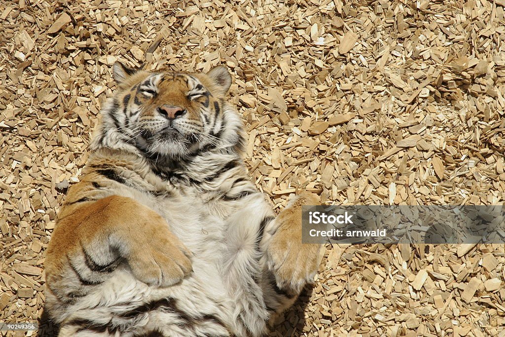 Tiger  Tiger Stock Photo