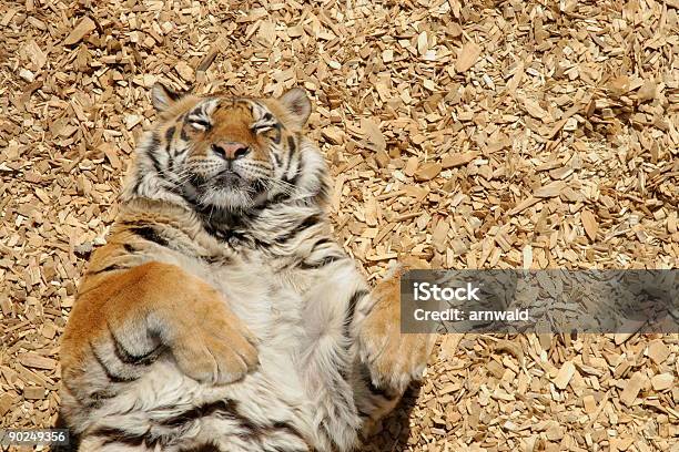 Tiger Stock Photo - Download Image Now - Tiger, Sleeping, Cute