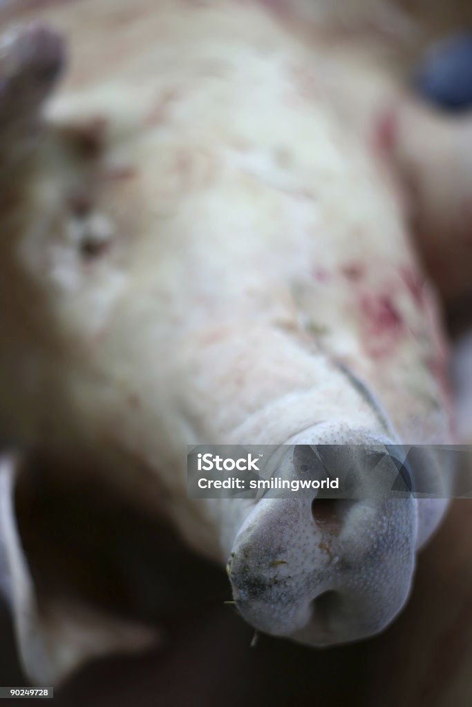 Dead porcos nariz - Foto de stock de Agricultura royalty-free