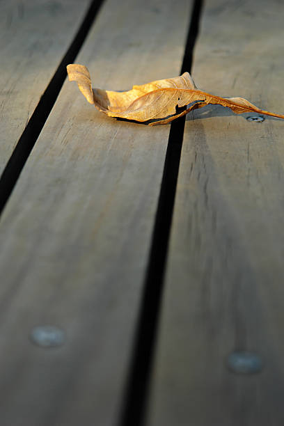 Leaf on Wooden Floor stock photo
