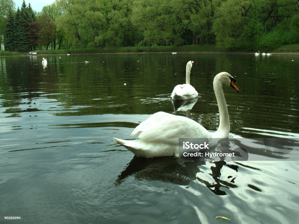 cigni - Foto stock royalty-free di Acqua