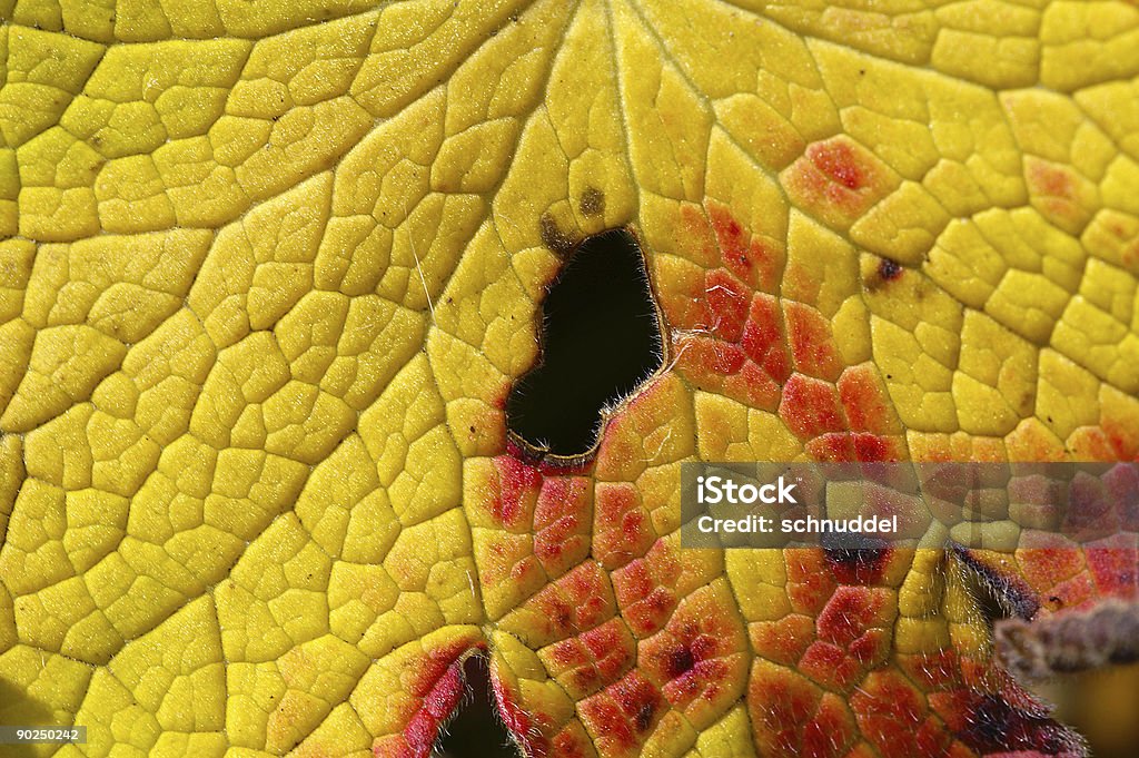 Geraniumleaf 秋のカラーリング - カラフルのロイヤリティフリーストックフォト