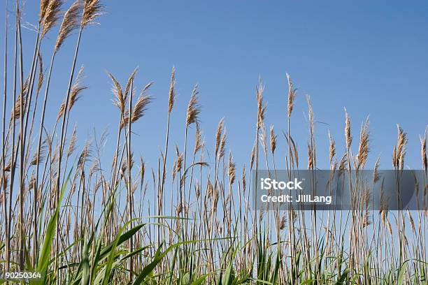 Foto de Aveia Do Mar e mais fotos de stock de Alto - Descrição Geral - Alto - Descrição Geral, Aveia - Colheita, Azul