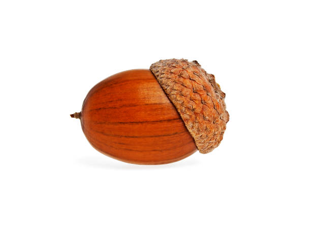 istock Acorn isolated on a white background 902504882