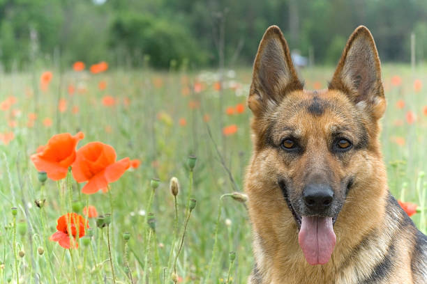 istock Germany sheepdog portrait 90250505