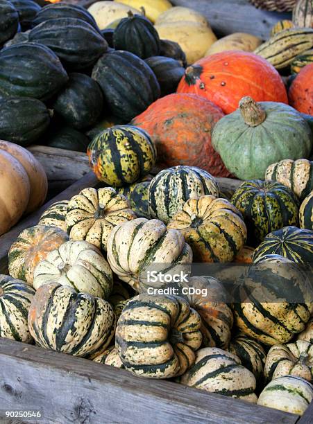 Outono Abóbora - Fotografias de stock e mais imagens de Abundância - Abundância, Abóbora, Agricultura
