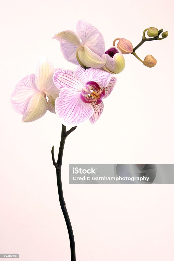 Rosa Orchidee - Lizenzfrei Baumblüte Stock-Foto