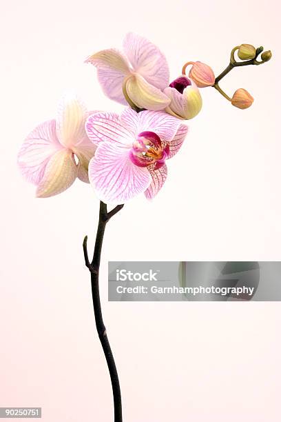 Rosa Orchidee Stockfoto und mehr Bilder von Baumblüte - Baumblüte, Bedrohte Tierart, Blatt - Pflanzenbestandteile