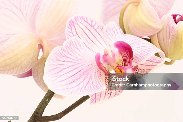 Photo libre de droit de Orchidée Rose banque d'images et plus d'images libres de droit de Arbre en fleurs - Arbre en fleurs, Asiatique de l'Est et du Sud-Est, Beauté