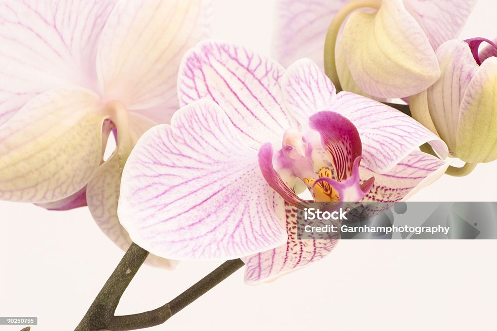 Orquídea de rosa - Royalty-free Acessibilidade Foto de stock