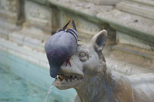pigeon pecking at a dog statue in a fountain
