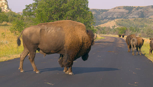 bufalo bisonte () centro - american bison north dakota theodore roosevelt national park badlands foto e immagini stock