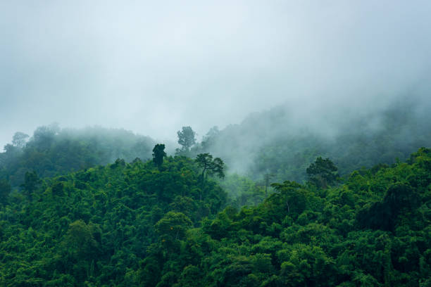 istock Trees In Forest During Foggy Weather 902515760