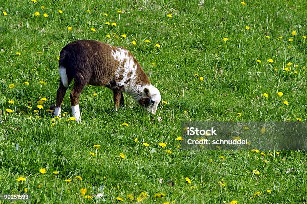 Foto de Cordeiro Na Primavera e mais fotos de stock de Abril - Abril, Agricultura, Alemanha