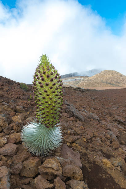 istock Ahinahina on the mountain 902516252