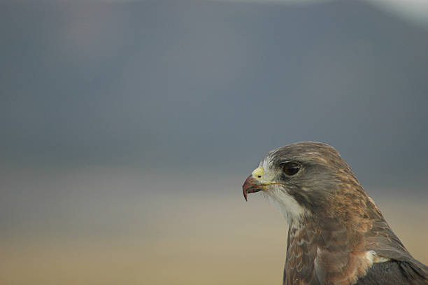 Young Hawk stock photo