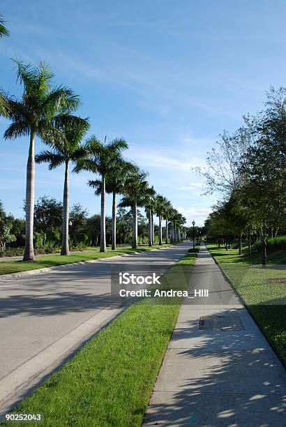 Forro De Rua - Fotografias de stock e mais imagens de Arizona - Arizona, Palmeira, Passeio