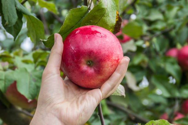 istock girl picks  red ripe apple from apple tree 902521578
