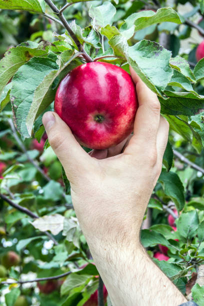 istock man's hand picks beautiful red apple from the tree 902521758