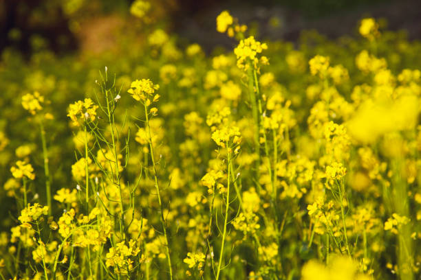 amarillo campo de mostaza - mustard plant fotografías e imágenes de stock