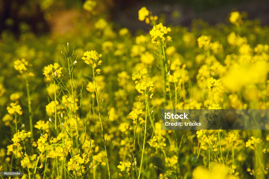 Yellow mustard field Field of yellow flowers in rural area Mustard Plant Stock Photo