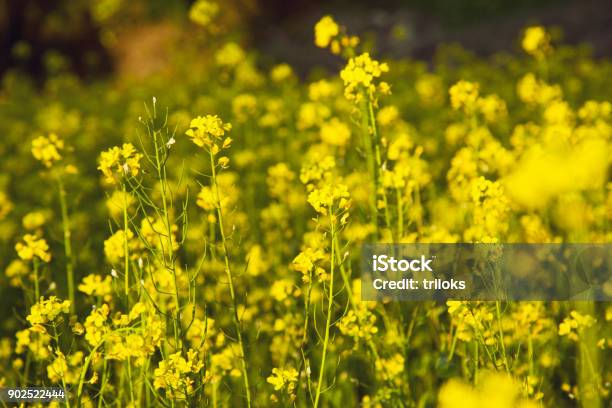 Yellow Mustard Field Stock Photo - Download Image Now - Mustard Plant, Flower, Agricultural Field