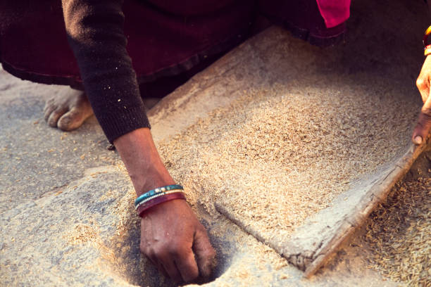 Indian woman winnowing whole wheat grain
