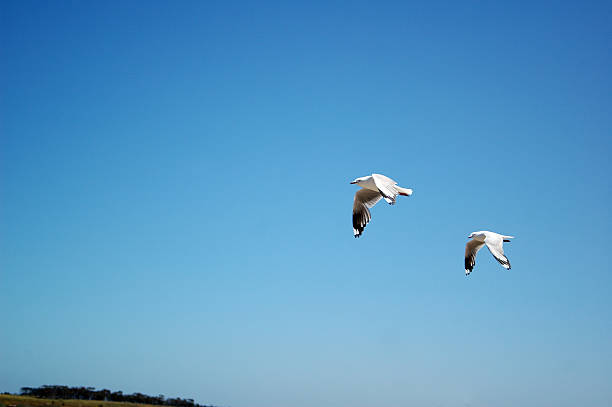 Gaivotas - fotografia de stock