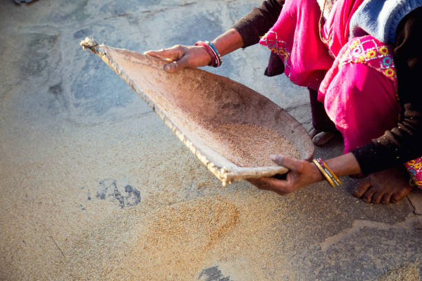 Indian woman winnowing whole wheat grain