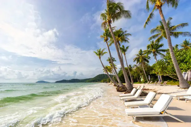 Sunbeds under tropical palms on beautiful Bai Sao beach in Vietnam on Phu Quoc island. Beach's smile