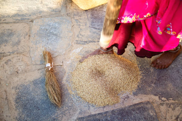 istock Woman husking whole wheat grain 902529498