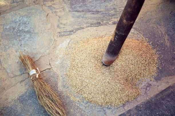 Low section of woman husking whole wheat grain