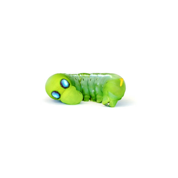 istock Green butterfly worm (Leaf eating caterpillar) on white background 902533618